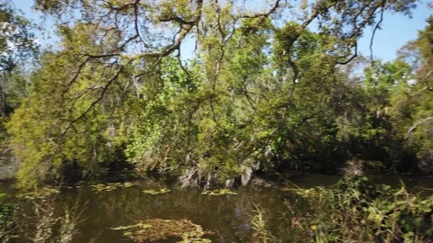 0200Pan left to right Spring Swamp Wetland Pond Surrounded by Trees, Palmetto, a Stock Footage 330397428