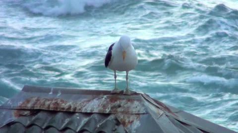 0202 Seagull at sunrise Stock Footage 36724668
