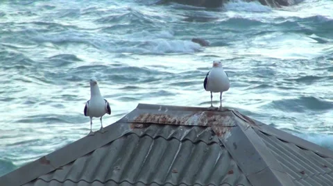 0203  Seagulls at sunrise Video stock 36726187