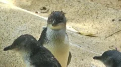 Close-up of a little fairy penguin