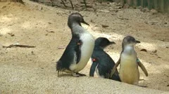 Three little fairy penguins cleaning their bodies