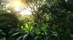 In green solar jungles of Central America
