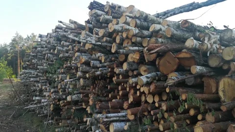 0206.36 Stock Footage 196226309