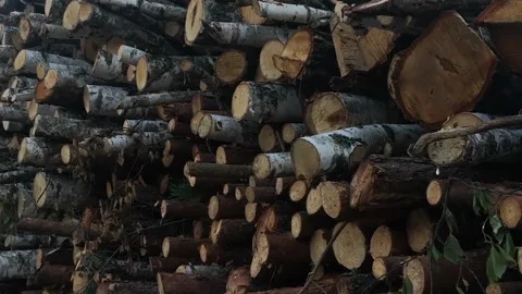 0206.37 Stock Footage 196226341