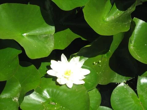 021 (5) Stock Photos