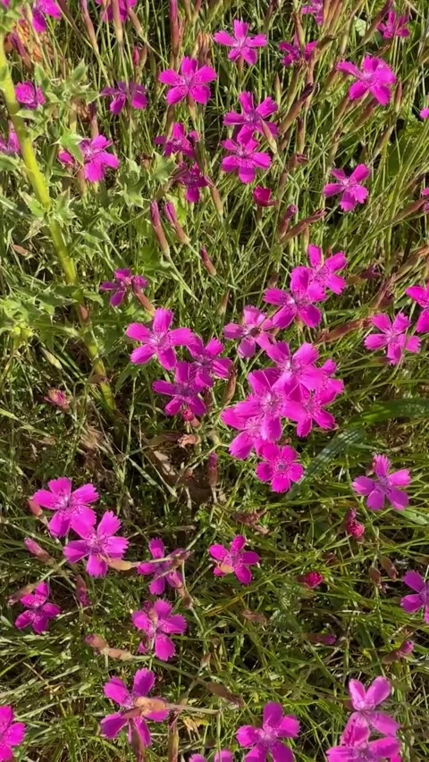 021 Deep Magenta Surge Video stock 325987446
