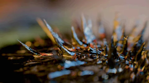 021 Magnetic Fields Stock Footage 199125721