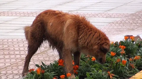0212  Street dog Video stock 35367232