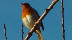 wildlife Bird Singing - Christmas Red Robin Bird