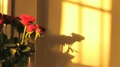 Beautiful Roses Vase Timelapse Of Sun and Shadows