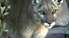 Mountain Lions Stare