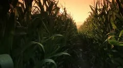 Corn farm.