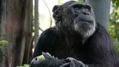 Chimpanzee eating cale