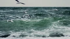 Seagulls in stormy weather baltic sea-200fps