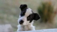 Very cute little dog, Canis familiaris