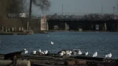 Seagulls at Watergate in Holtenau 01
