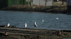 Seagulls at Watergate in Holtenau 04