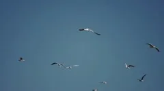 Seagulls at blue Sky