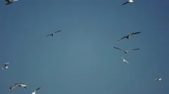 Seagulls at blue Sky 03