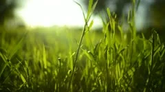 Green Grass Sunlight 19 Dolly in