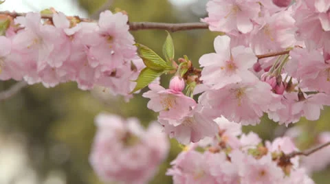 022 cherry blossom Stock Footage 22988968