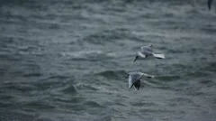 Seagull at stormy ocean 1
