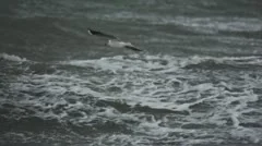 Seagull at stormy ocean flying over breaking wave