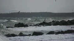 Seagulls at stormy coast