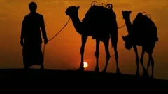 Camels Led Desert Sand Arab Male Sunset