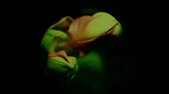 Flower Time-Lapse - Amaryllis Heads Separate - 25FPS PAL