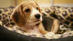 Cute Beagle Puppy in sofaBed