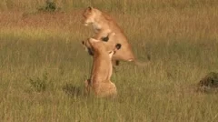Lions in the high jump - Playing