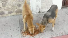 Three Stray Dogs Eating Solid Dog Food