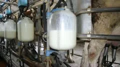 Milking Cows On Dairy Farm
