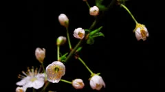 Cherry flowers opening time lapse
