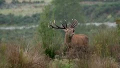 Majestic red deer stag bugling or roaring in the rut.
