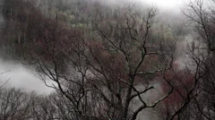 Foggy Mountain Tree Loop