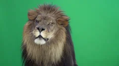 slow motion of a lion roaring in front of a green key