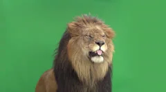 slow motion of a lion roaring in front of a green key