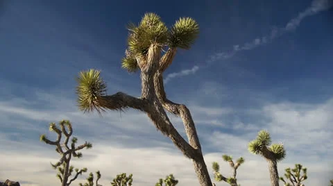 022JoshuaTreeNP Stock-Footage 26498920