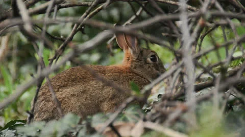 023 5236 rabbit Stock Footage 22993889