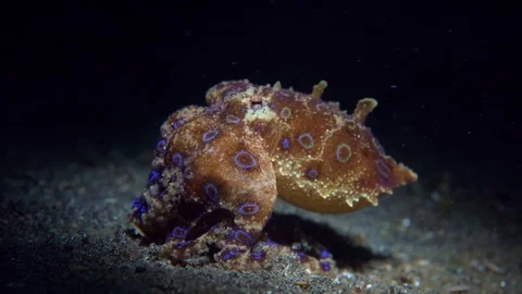 023 - Blue-ring octopus resting on sand eating a crab Stock Footage 77411521