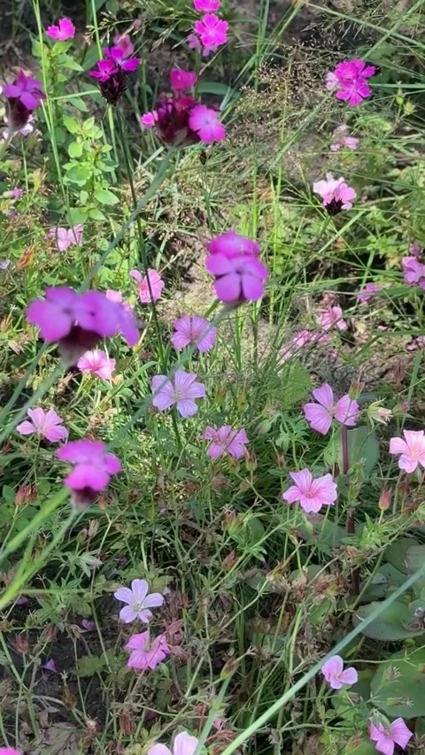 023 Soft Violet Wave Video stock 325987448