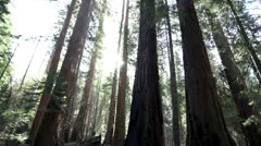 Sunlight streaming through giant redwood trees in Yosemite National Park