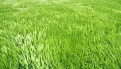 Green Wheat Field Waves Moved by Summer Wind Nature Crane Shot Background HD