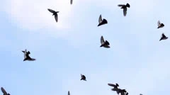 Large Flock of Birds HD