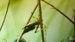 two grasshoppers mating
