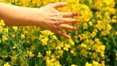 Woman's Hand Caressing Grass Summer Concept Slow Motion Background HD