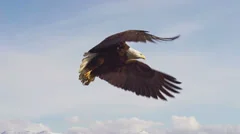 Bald Eagle Close Spreads Wings and Flies Away Slow Motion