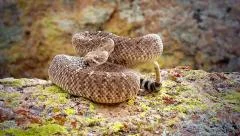 Diamondback Rattlesnake rattles, extends tongue, & takes on defensive posturing.